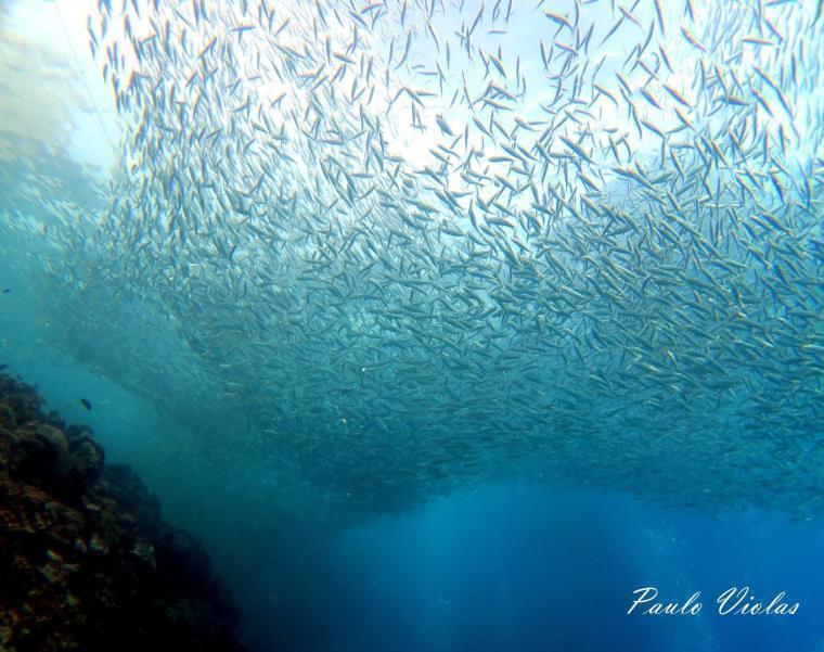 Sardine run Moalboal Cebu