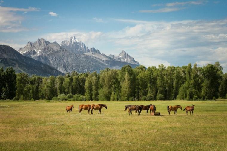 Ranch vacations
