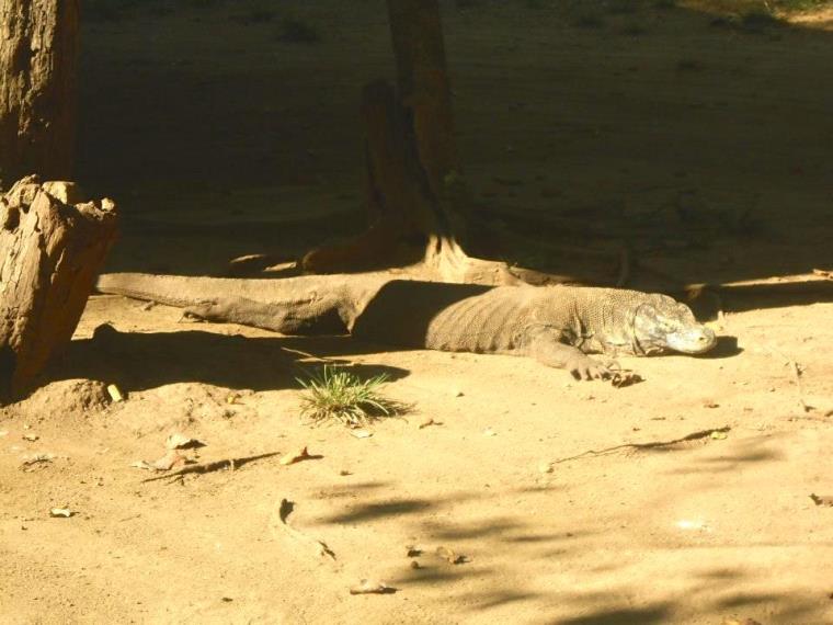 Komodo dragon resting in the sun