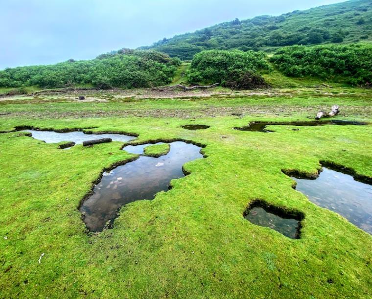 Emerald green tidal flats and puddles