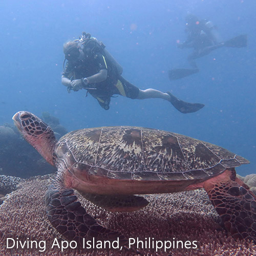 Kate Hammaren scuba diving Philippines