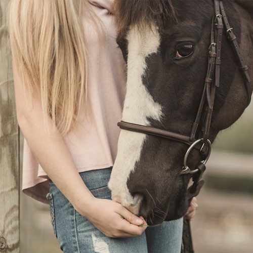 Horse sitting by Kate