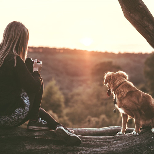 Dog sitting by Kate